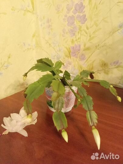 Комнатные растения