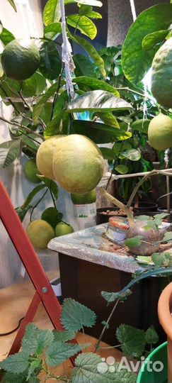 Концентрат удобрений для гидропоники