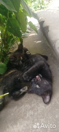 Котики в добрые руки