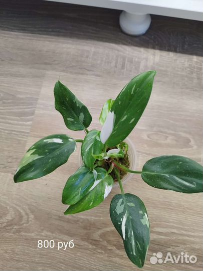 Филодендрон белая принцесса