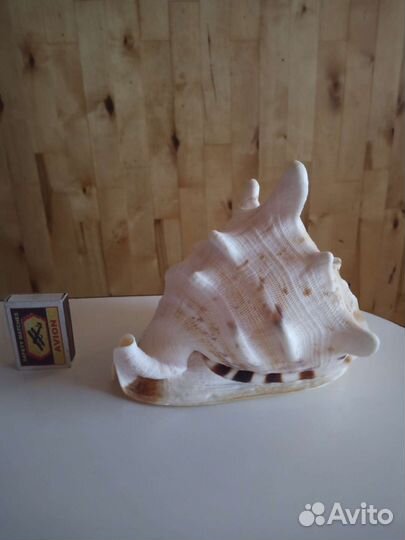 Морская раковина