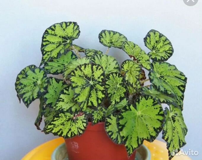 Продам детки Бегоний