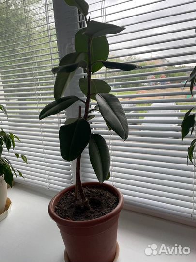 Фикус каучуковый