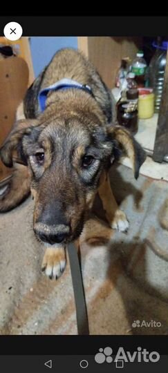 История Чары, которая ждет счастливого завершения