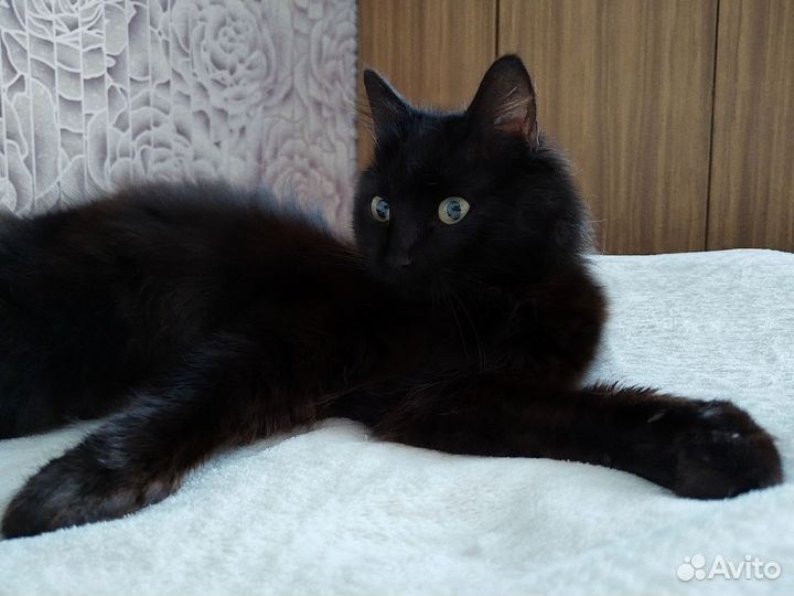 Сибирская кошка в добрые руки