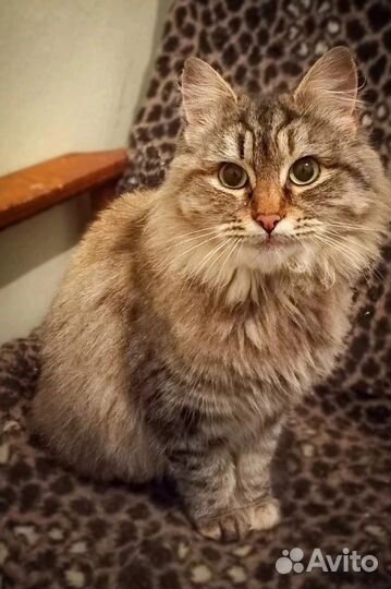 Они ждут родителей