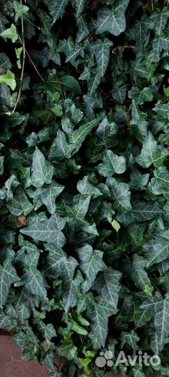 Плющ зимостойкий уличный