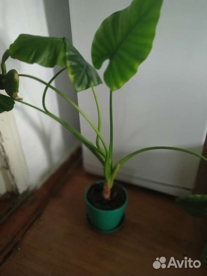 Алоказия вариегатная