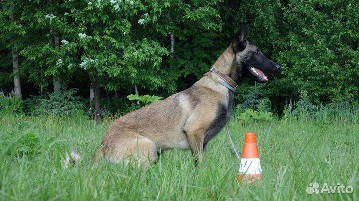 Кинолог (первое занятие по минимальному прайсу)