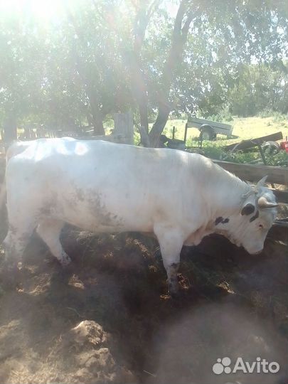 Быки сементал