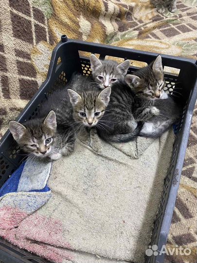 Котята в добрые руки
