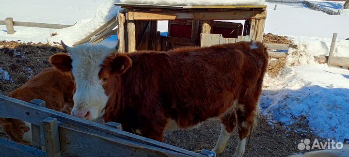 Продаётся первотелка