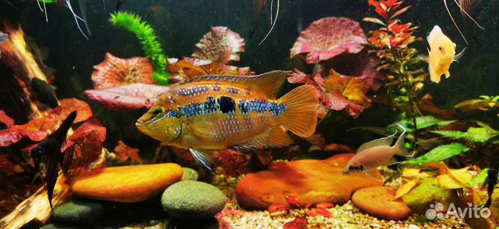 Украшения для аквариума, аквариум, рыбки