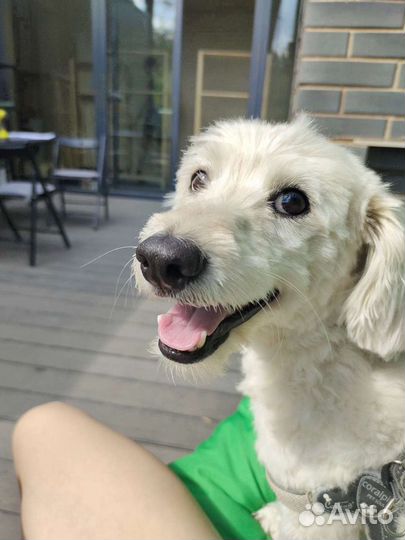 Передержка животных с догситтером