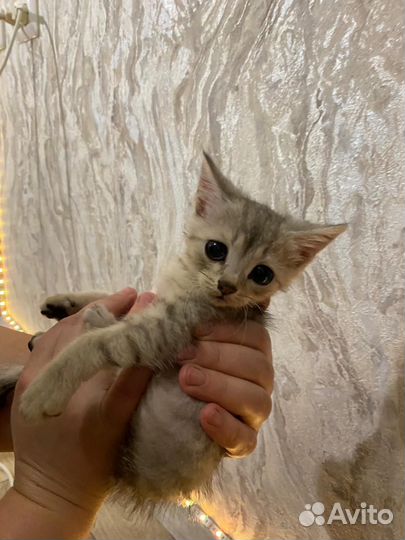 Девочка, рождённая 24 февраля, умная