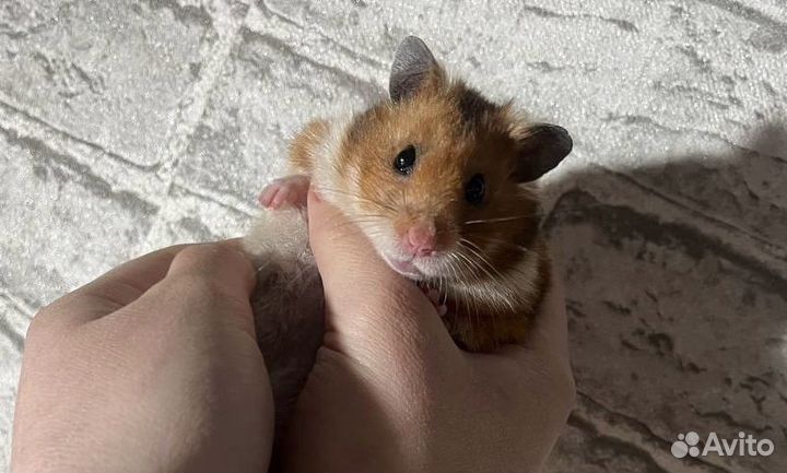 Сирийский хомяк
