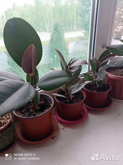 Комнатные цветы