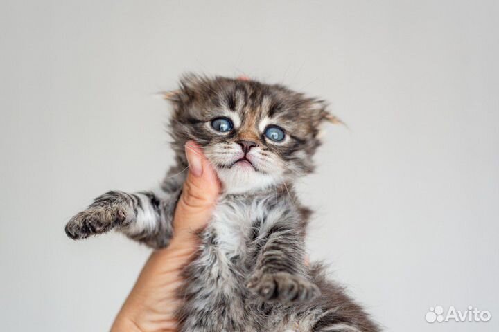 Котята в добрые руки бесплатно