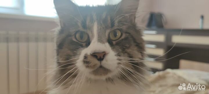 Мейн-кун бронь