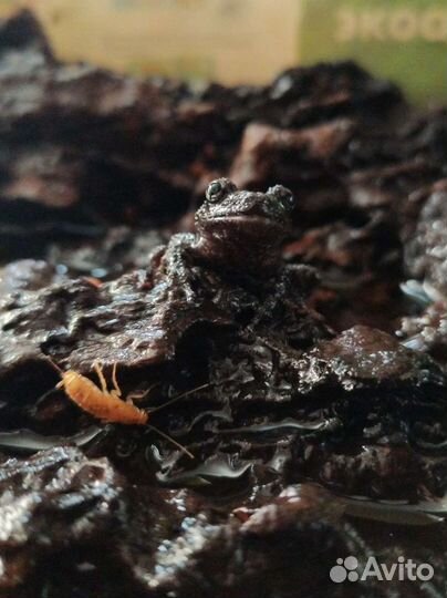 Лягушка Theloderma stellatum