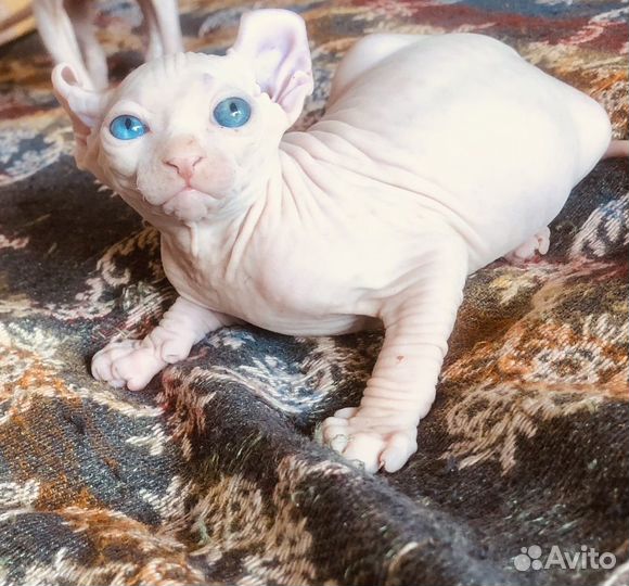 Канадский сфинкс