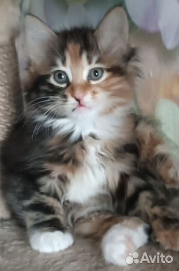 Котята курильский бобтейл
