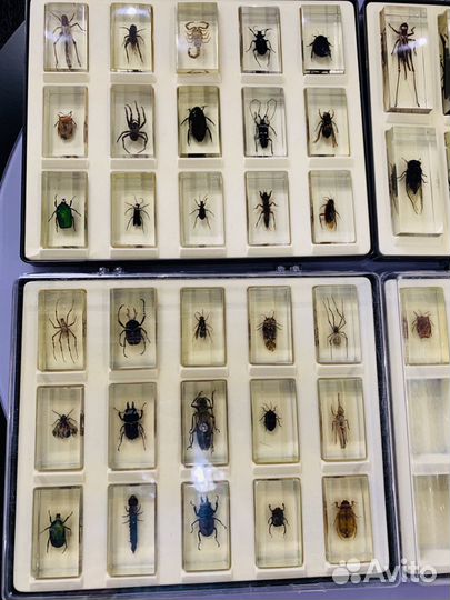 Настоящие «Насекомые и их знакомые»