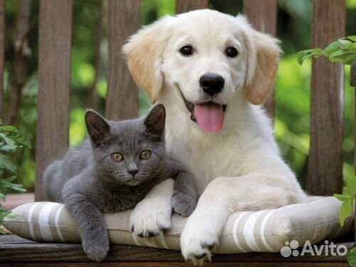 Ветеринарные услуги