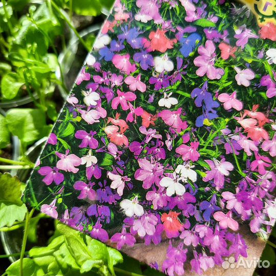 Лобелия рассада