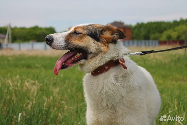 Молодая собака на охрану