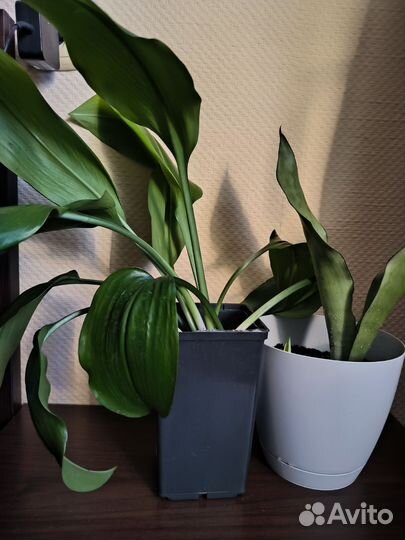 Цветы (за оба вместе)