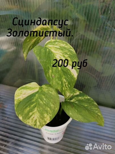 Сортовые сциндапсусы