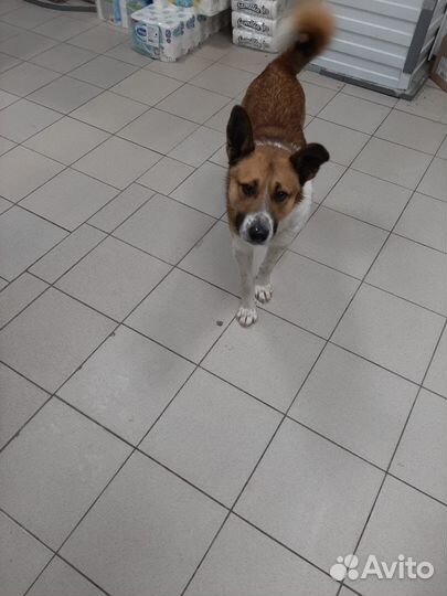 Собака в добрые руки