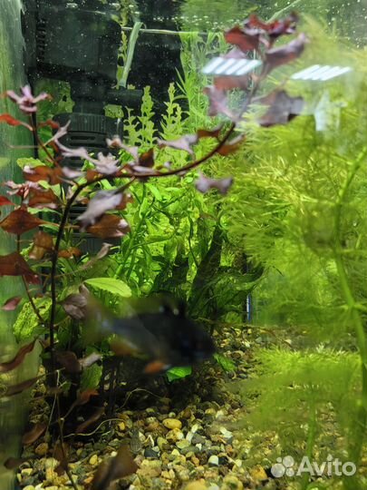 Аквариумные растения. Растения в аквариум