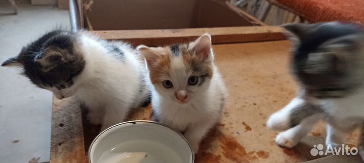 Котята в добрые руки