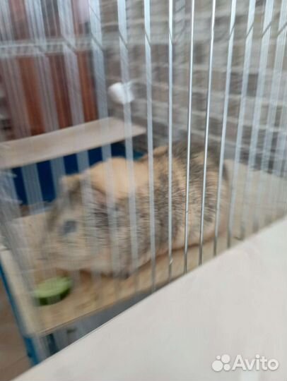 Морская свинка, клеткой, и всем необходимым