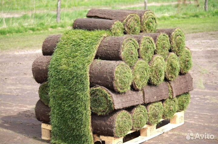 Газон рулонный от производителя