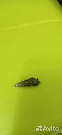 Меченосцы, улитка грунт, сомики Анцитрусы