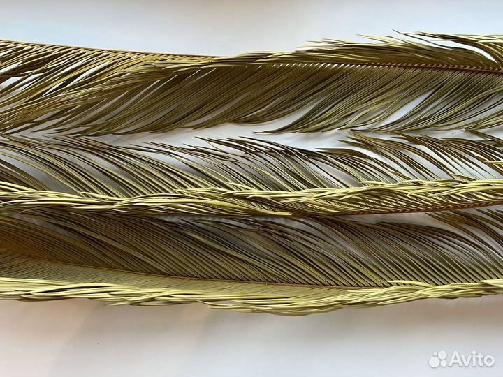 Листья саговой пальмы цикас – 3 шт. + упаковка