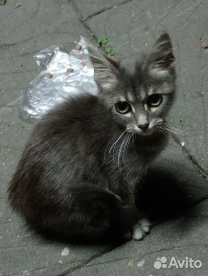 Котенок серый