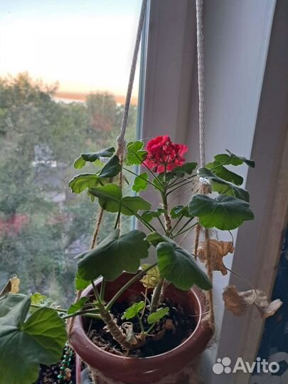 Комнатные цветы