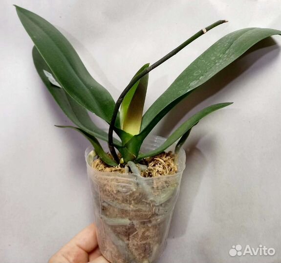 Phal. Miki Opera (pel - 2 eyes) - 2,5