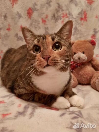 Гладкошерстная молодая кошечка