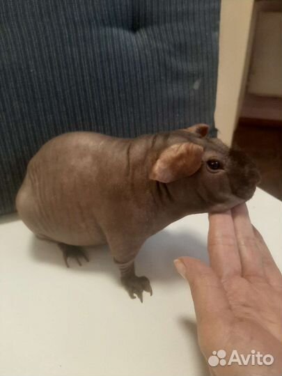 Морские свинки