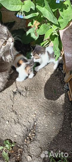 Отдам котят в добрые руки