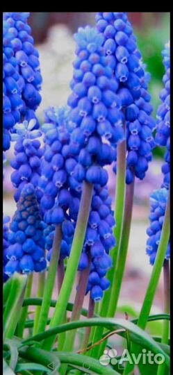 Луковицы мускари