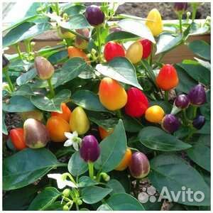 Перец острый декоративный