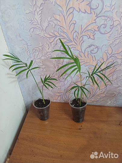 Пальма Хамедорея изящная