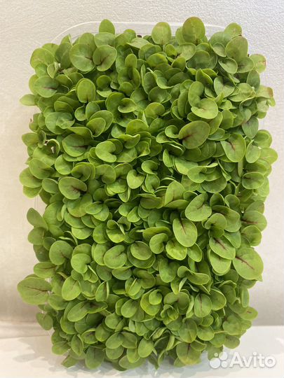 Микрозелень