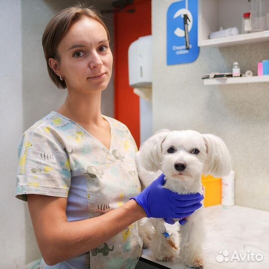 Ветеринарный врач Ветеринарная помощь на дому